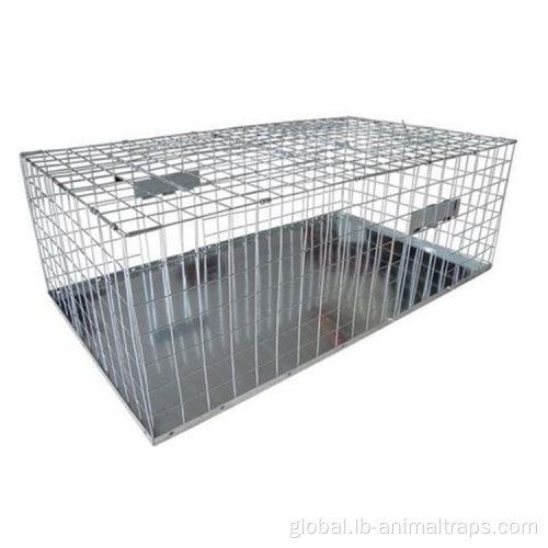 Good Services Bird Control Plastic Base Stainless Steel Pigeon Control Spikes Supplier